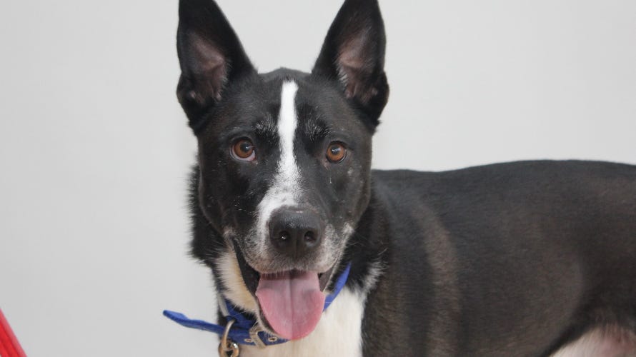 Battersea Dogs & Cats Home dog for adoption