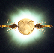 two scorpions make a heart with their stingers over a full moon