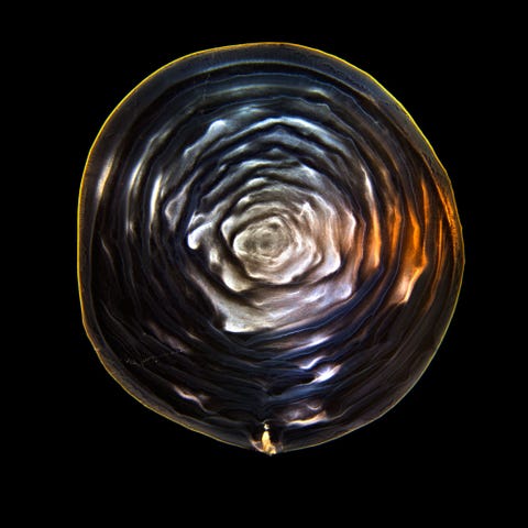 Bloemachtige wervelingen sieren de bodem van een glas waarin Macallan heeft gezeten De structuren die Button fotografeert zijn helemaal natuurlijk tot stand gekomen