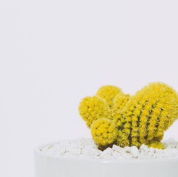 Yellow, Still life photography, Pollen, Plant, Cactus, Flower, Organism, Photography, Heart, Succulent plant, 
