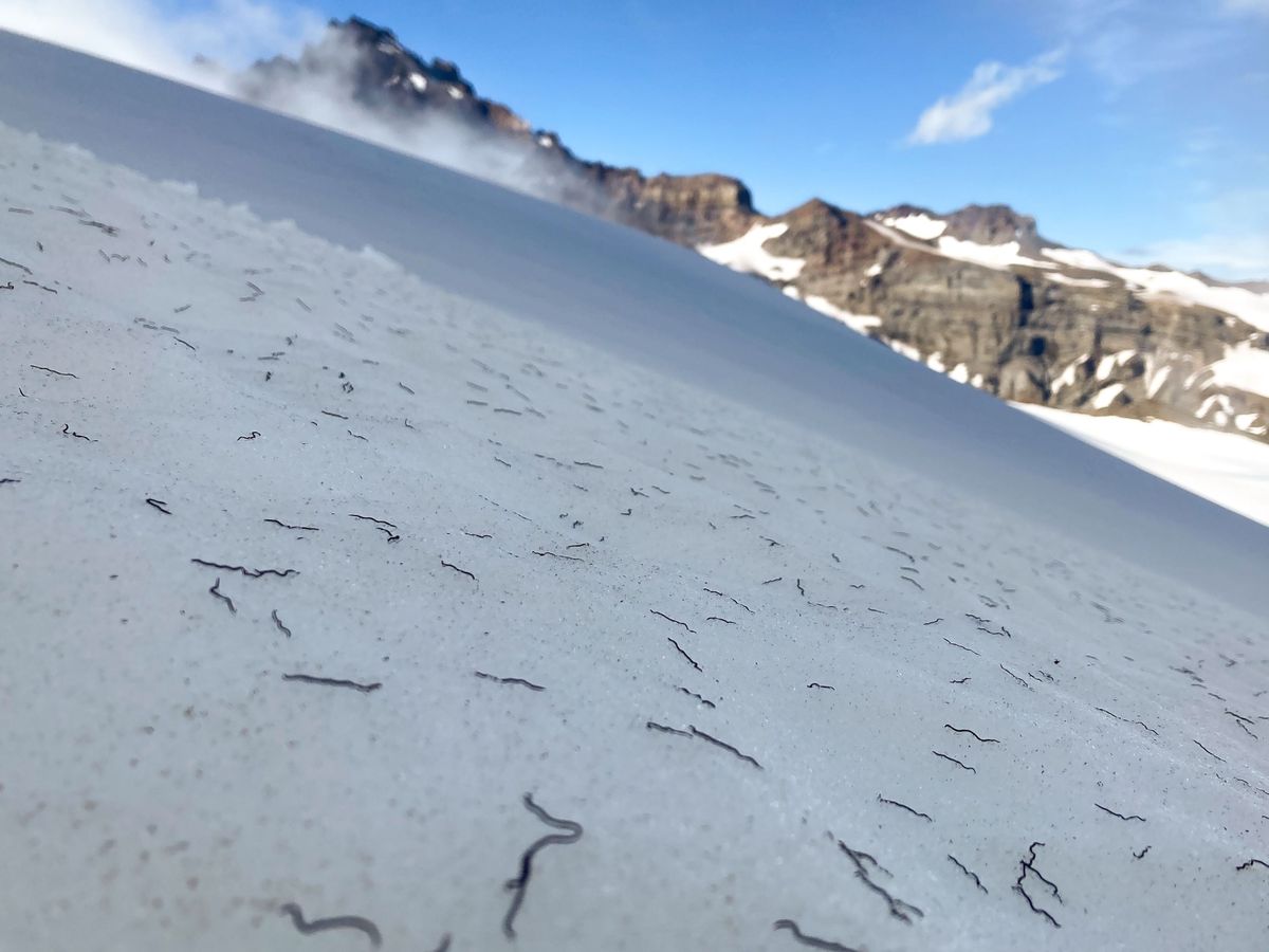 IJswormen bedekken het oppervlak van de Paradisegletsjer op de zuidkant van Mount Rainier in de Amerikaanse staat Washington Deze dieren zijn een levende paradox omdat ze leven in water met een temperatuur rond het nulpunt