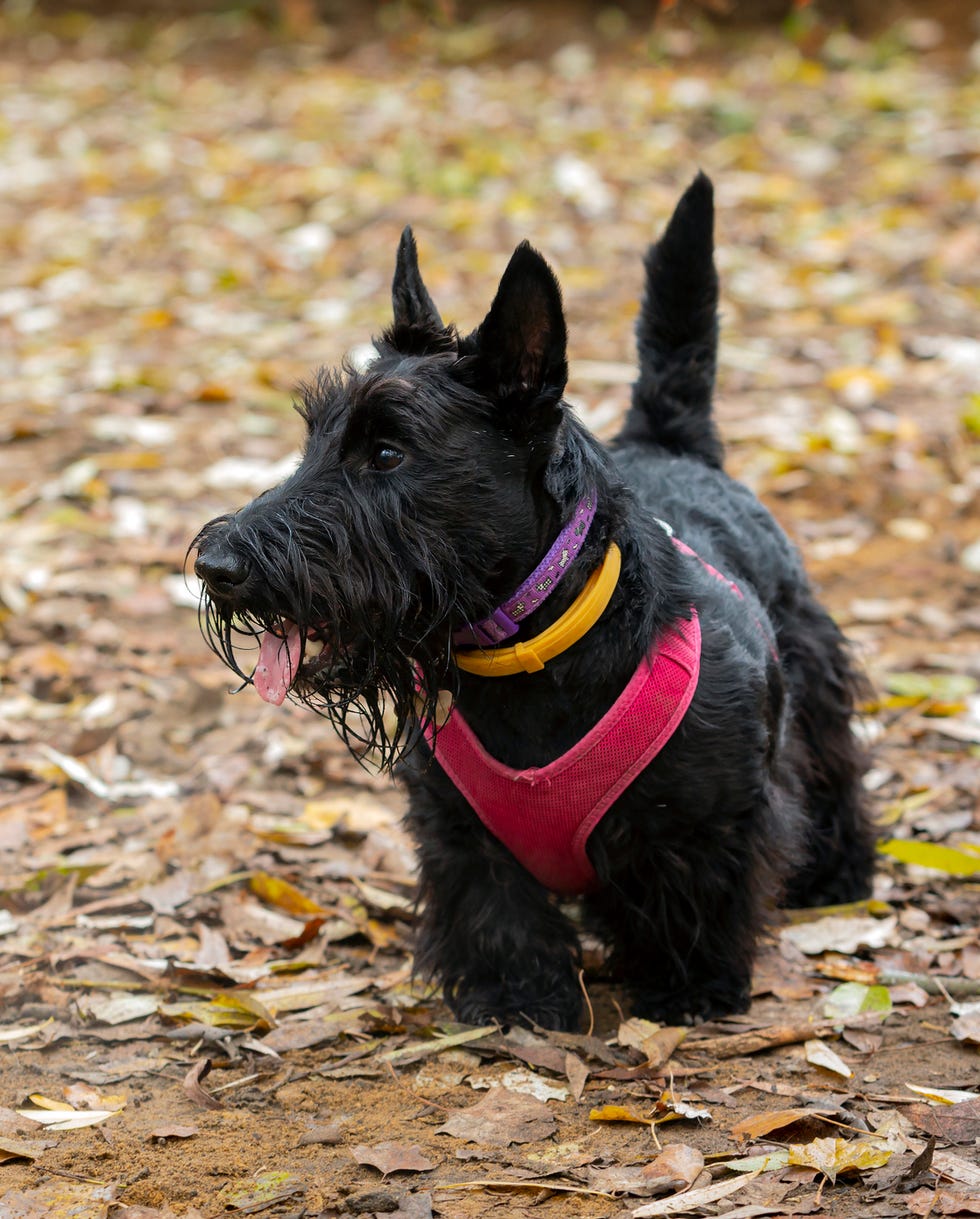 the scottish terrier scottish gaelic abhag albannach also known as the aberdeen terrier, popularly called the scottie