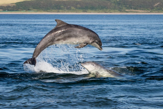 Dolphin Personality Type Explained. Characteristics of the Dolphin: Career,  Strengths and Weaknesses