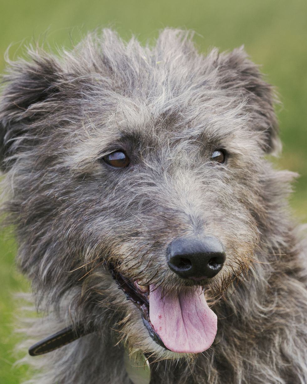 hound dog breeds scottish deerhound