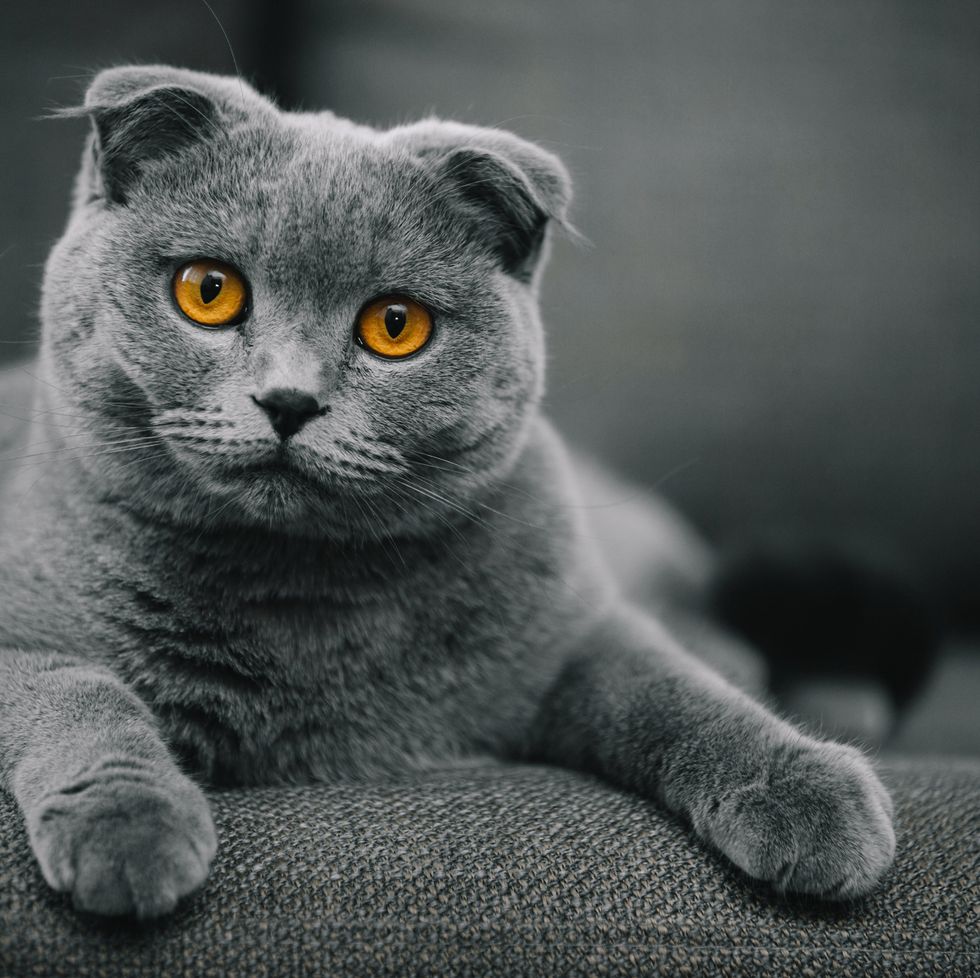 grey cat breeds scottish fold