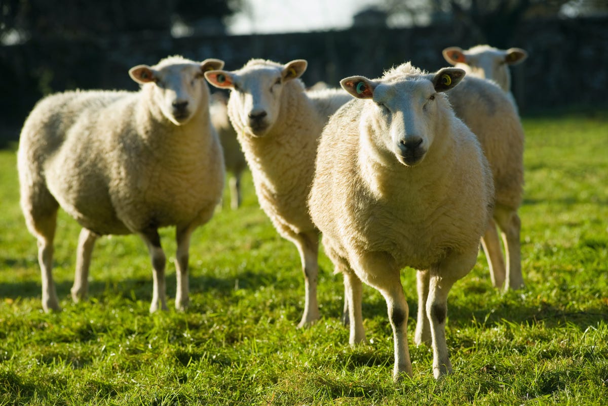 Scottish Island of Ulva Needs Someone To Care For its Livestock