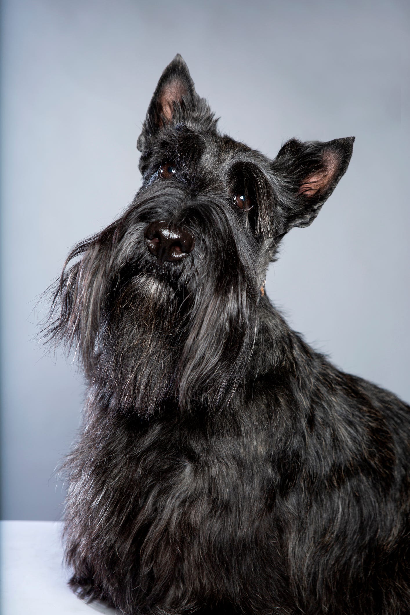 razas de perro para estar solos en casa