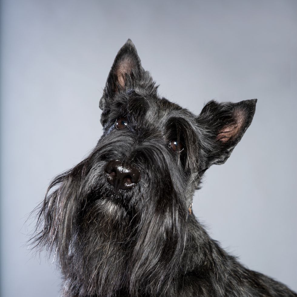 dogs that can be left alone scottish terrier