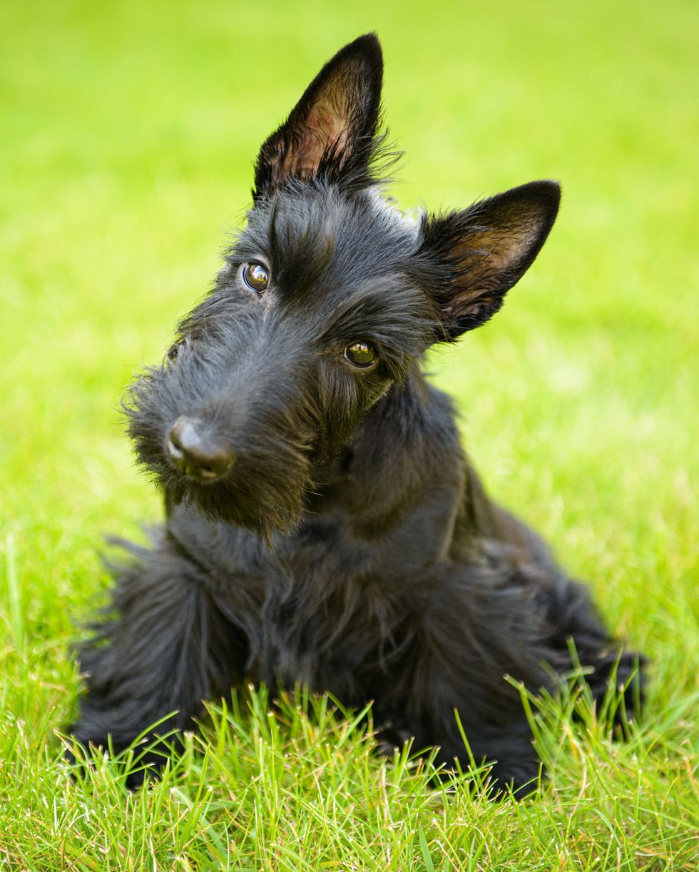 best small dog breeds scottish terrier
