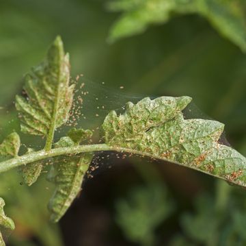 spider mites on a leaf