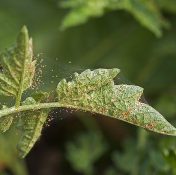 how to get rid of spider mites