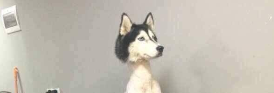 is it dangerous to shave a husky