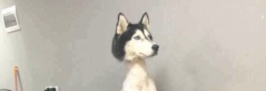 Husky with everything 2024 shaved but head