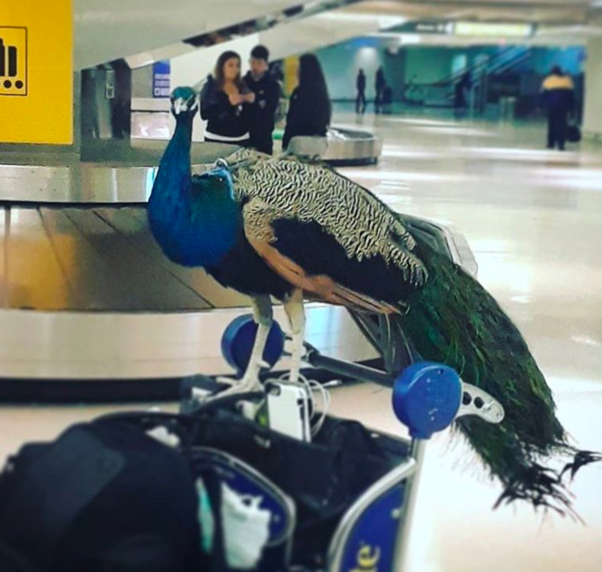 United Airlines forced emotional support peacock to give up its seat