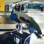 United Airlines peacock