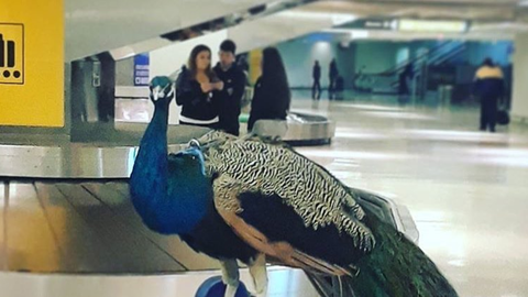 preview for United Airlines Forced Emotional Support Peacock to Give Up Its Seat