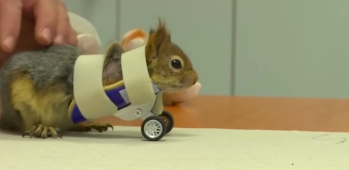 Squirrel With Injured Legs Gets Ingenious Prosthetic With Wheels