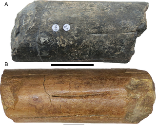 ancient giant fish bones england