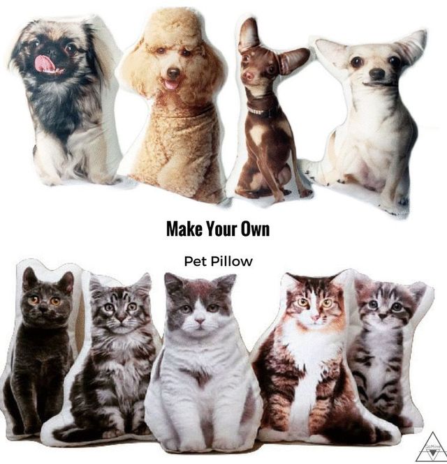 Cat, Felidae, Small to medium-sized cats, Carnivore, Dog breed, Canidae, Asian, European shorthair, Kitten, Companion dog, 