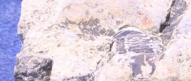 11-Year-Old Stumbles Across 475-Million-Year-Old Fossil