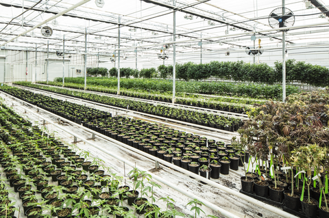 Greenhouse, Plant, Botany, Plantation, Flower, Crop, Tool, Shrub, Outdoor structure, Farm, Greenhouse, Plant, Botany, Plantation, Flower, Crop, Tool, Shrub, Outdoor structure, Farm,