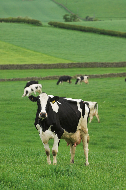 Dairy cow, Bovine, Pasture, Grassland, Green, Grazing, Natural environment, Field, Livestock, Meadow, 