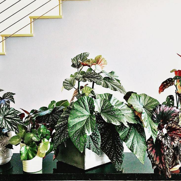 Flowerpot, Flower, Houseplant, Plant, Botany, Leaf, Anthurium, Flowering plant, Begonia, Herbaceous plant, 