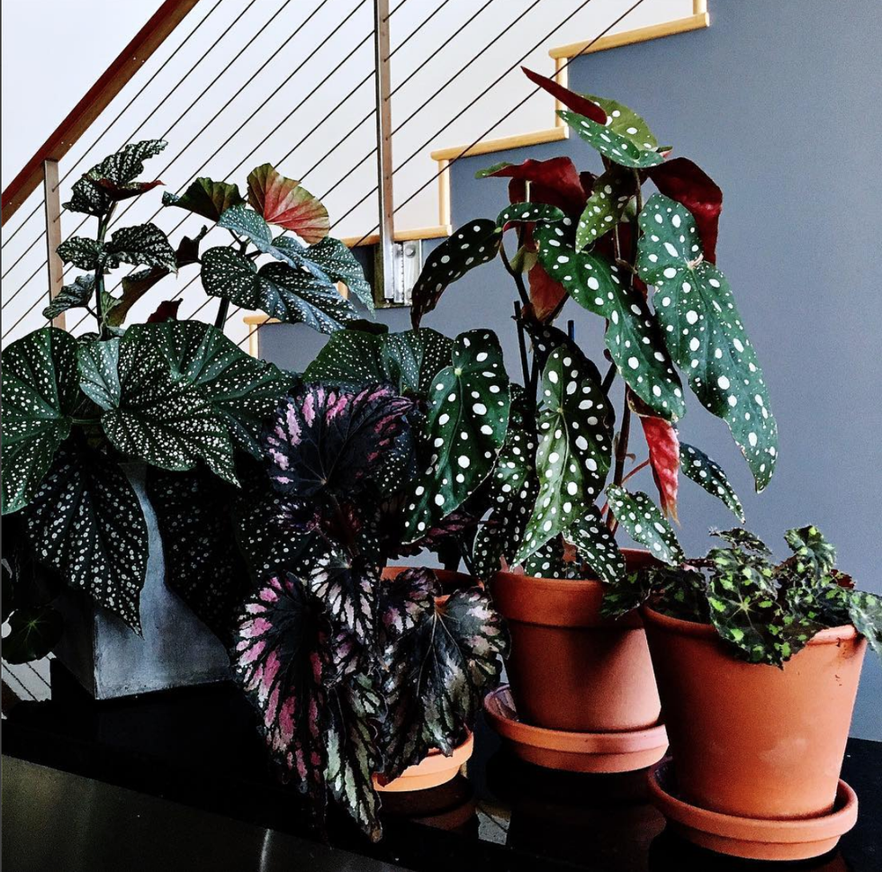 Why You Should Add A Begonia To Your Home This Fall - Best Fall Houseplants
