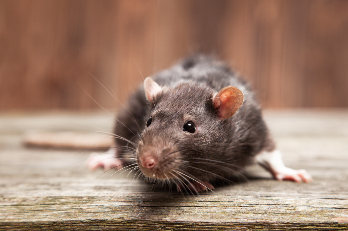 There Was A Rat In This School's Vending Machine