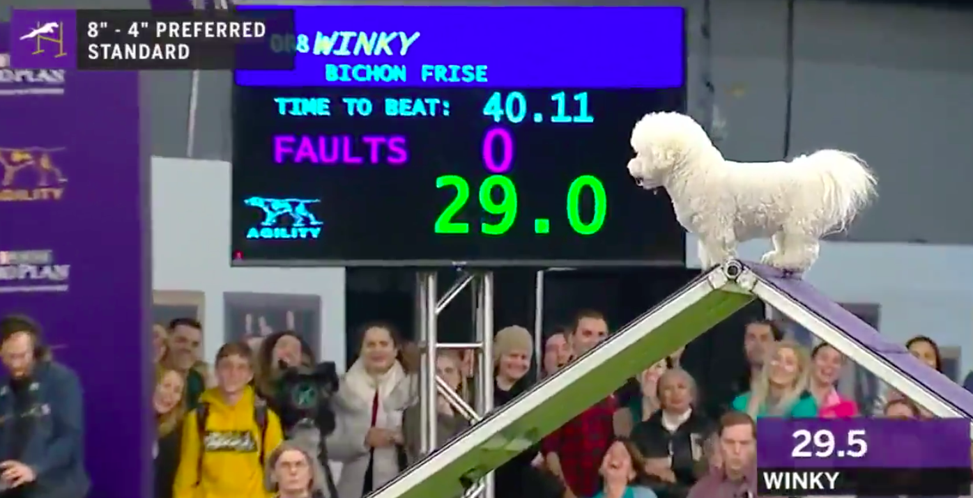 Bichon frise sales agility westminster