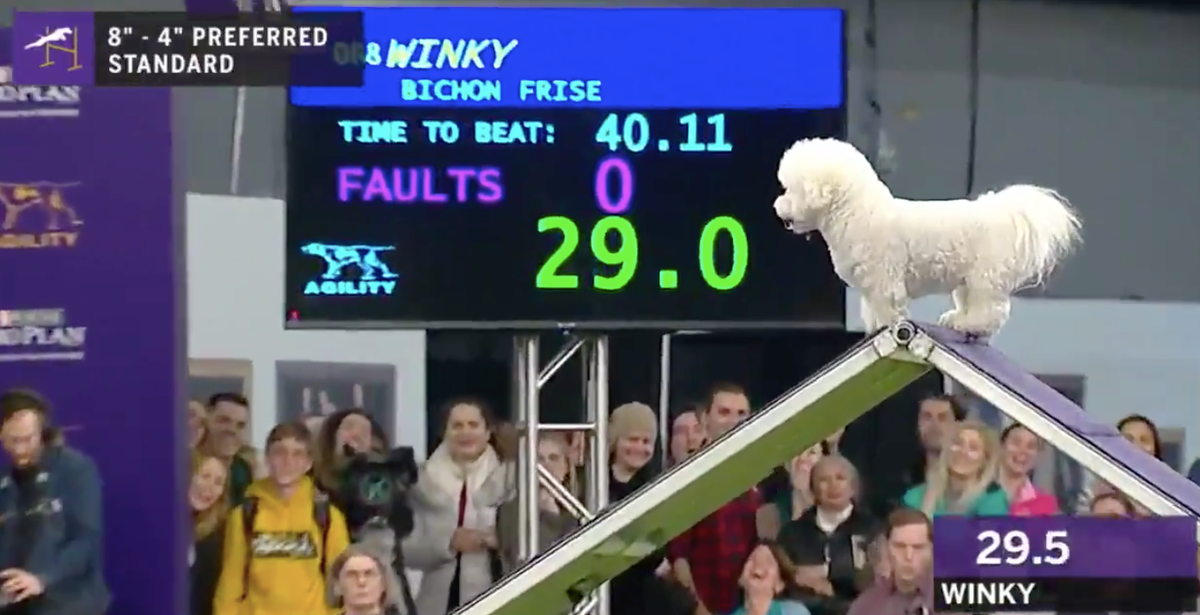 Bichon at cheap westminster agility