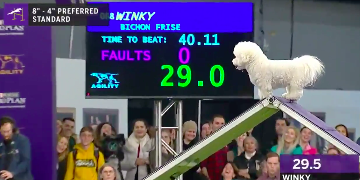 Watch Westminster Dog Show's Viral Bichon Frise, Winky, on the Agility