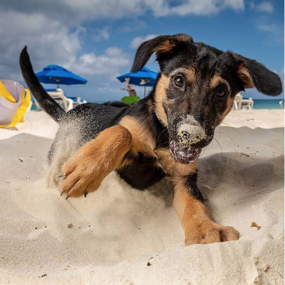 Puppies on the beach adopt Turks and Caicos