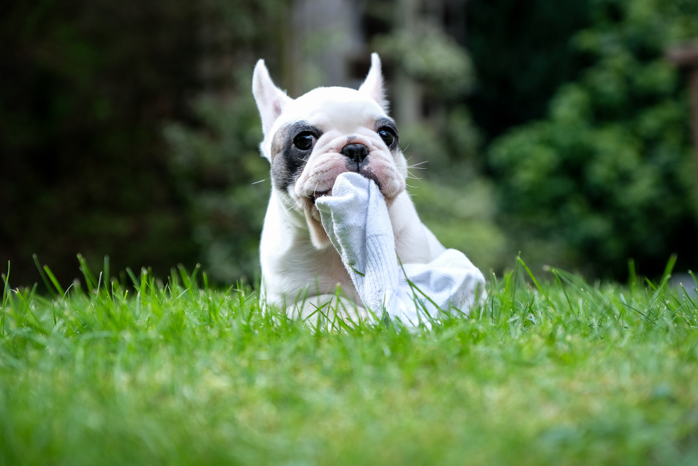 Mammal, Dog, Vertebrate, Canidae, Grass, Dog breed, French bulldog, Green, Companion dog, Toy bulldog, 