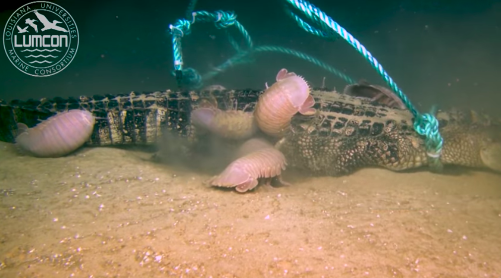 Ancient Giant Isopods Love Eating Alligators, New Study Finds