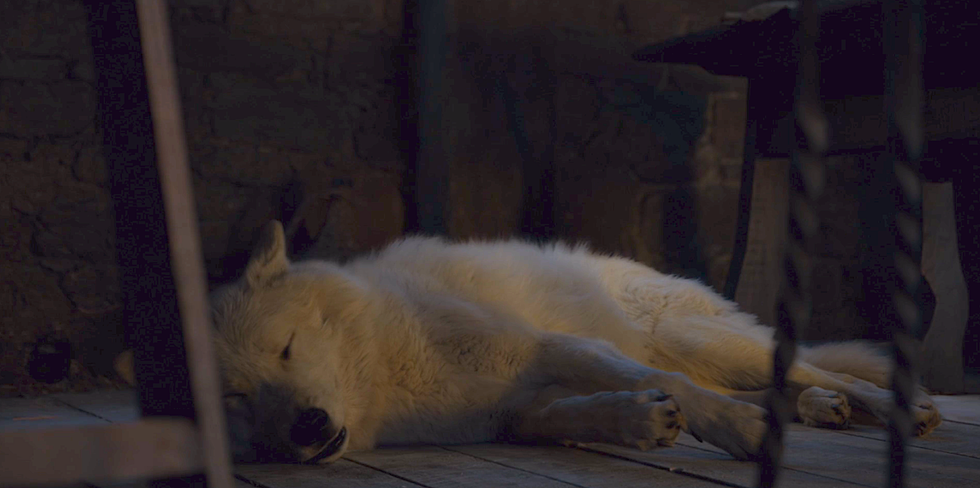 Mammal, Canidae, Dog, Carnivore, Snout, Nap, Polar bear, Sleep, Korean jindo dog, Fawn, Mammal, Canidae, Dog, Carnivore, Snout, Nap, Polar bear, Sleep, Korean jindo dog, Fawn,