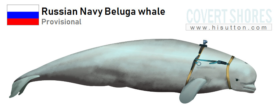 Beluga Whale Russian Spy Wholesale Clearance | www.pinnaxis.com