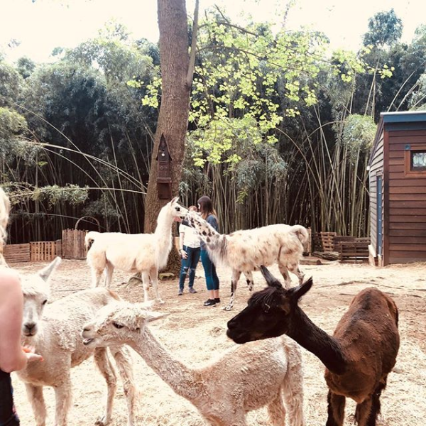 Atlanta Georgia Airbnb treehouse llama alpaca farm
