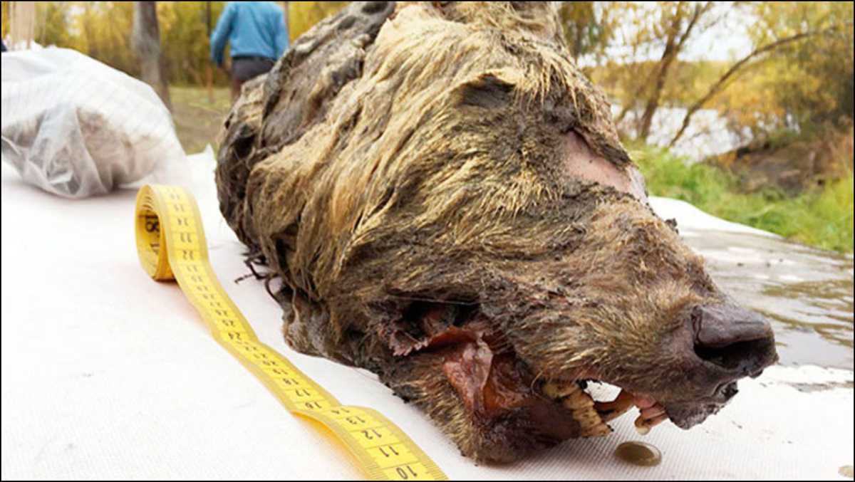 40,000-Year-Old Wolf Head Found in Siberia