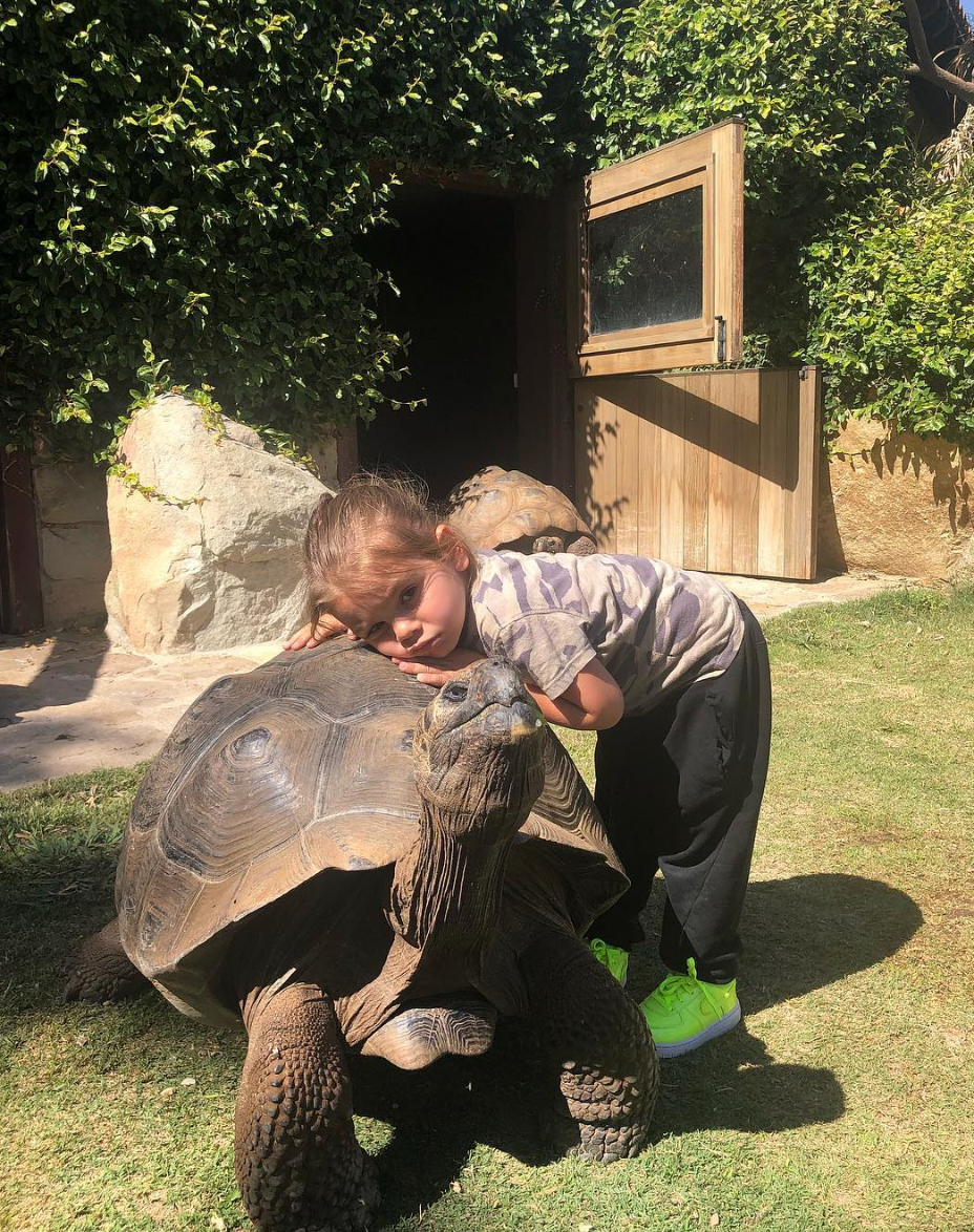 Tortoise, Galápagos tortoise, Turtle, Reptile, Grass, Chelonoidis, Common snapping turtle, Tree, Adaptation, Gopher Tortoise, 