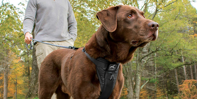 best dog harnesses - kurgo walking harness