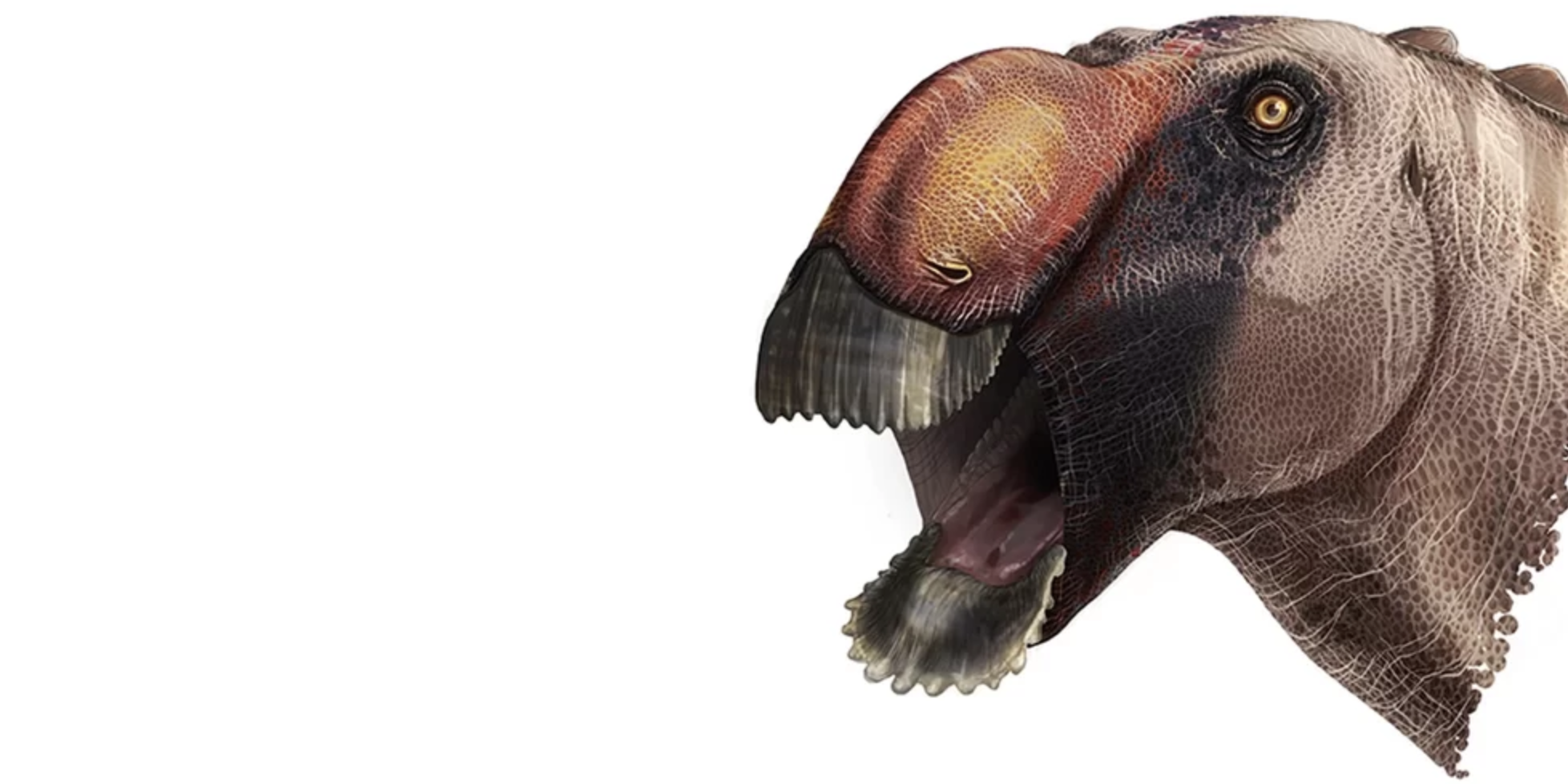 ScienceShot: Long-Nosed Dino Was No Fluke, Science