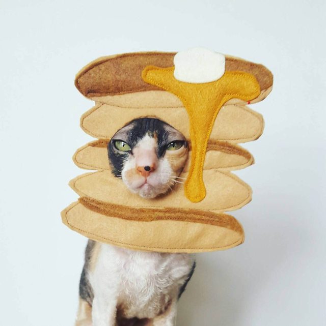 pet food halloween costume