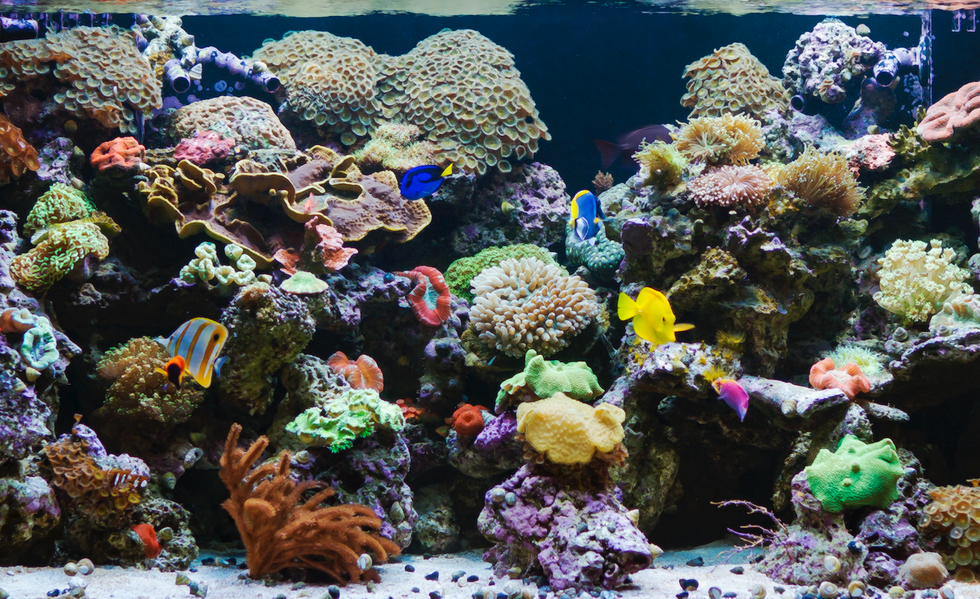 Infinity Aquarium Design Creates a $100,000 Fish Tank