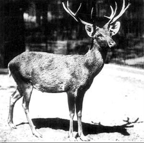vertebrate, deer, reindeer, wildlife, antler, elk, horn, musk deer, terrestrial animal, tail,
