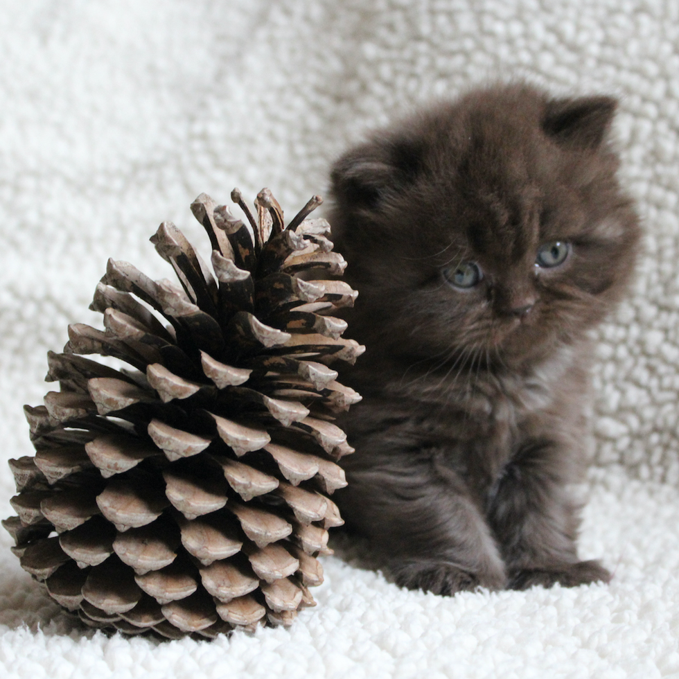 Cat with Christmas Pinecone