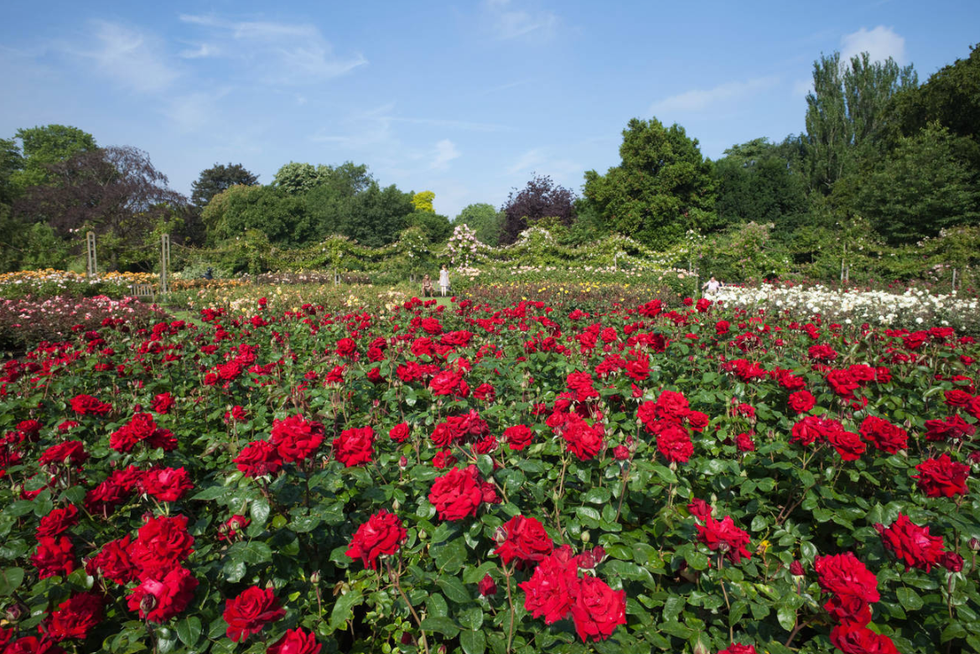 Rose Garden in Regent's Park