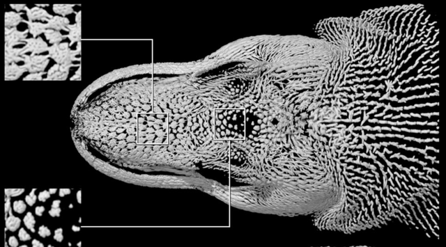 Organism, Snout, Black-and-white, Adaptation, Monochrome, 