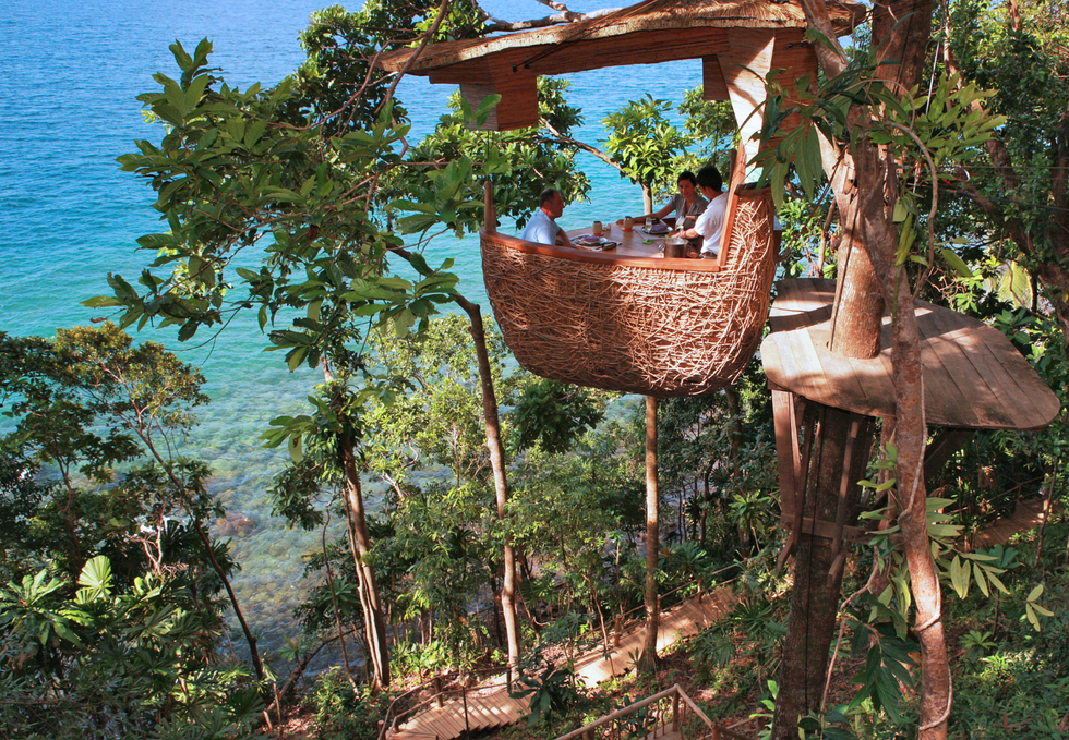 Tree, Tree house, Plant, 