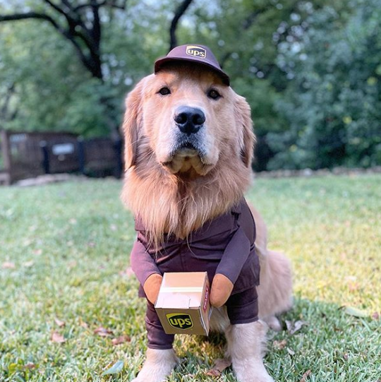 13 Pet Halloween Costumes That Are So Cute, It's Scary